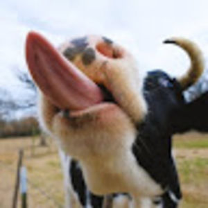 Meet your Posher, Ella